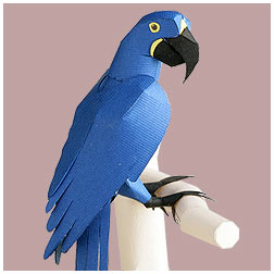 hyacinthmacaw